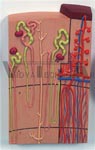 Nephrons and Blood Vessels Model, 120 times full-size